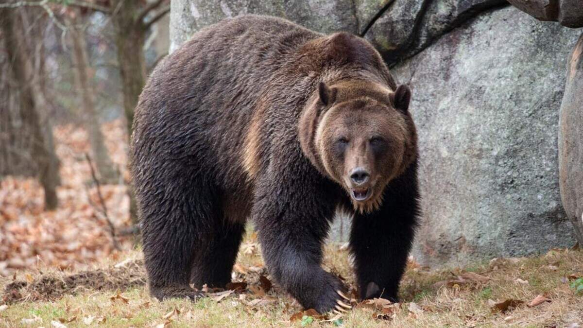 Rescued 740-pound bear gets new home at North Carolina Zoo